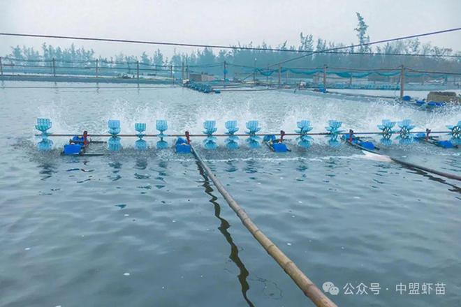 大棚虾养殖中暗绿色水的处理策略