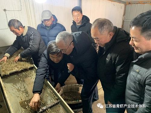 太湖1号青虾大棚养殖技术与实践