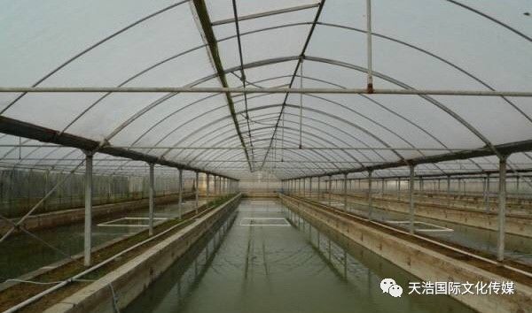 水产大棚养殖，一种高效可持续的水产养殖新模式