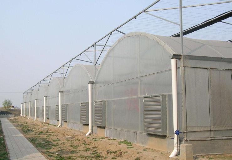 大棚养殖龙虾繁殖技术解析