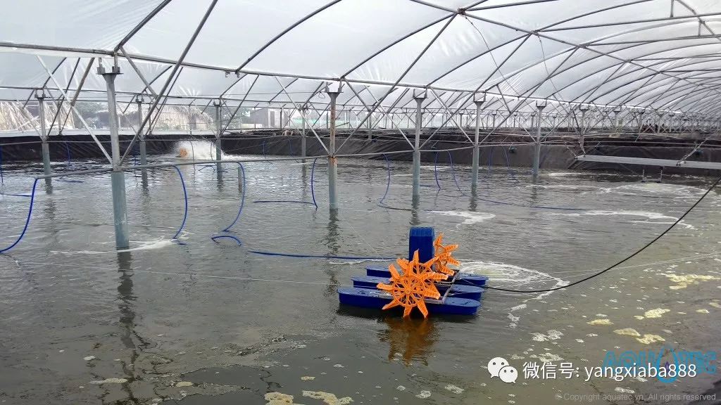 大棚养虾设备，现代水产养殖的新选择