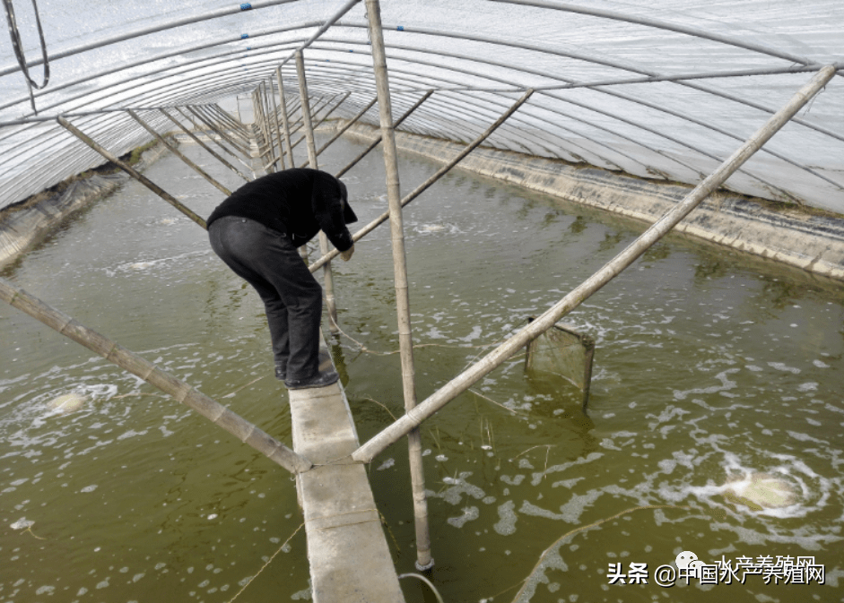 江苏对虾大棚养殖，探索与突破