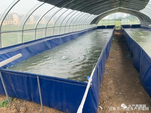 湖北大棚养殖泥鳅，探索高效水产农业新模式
