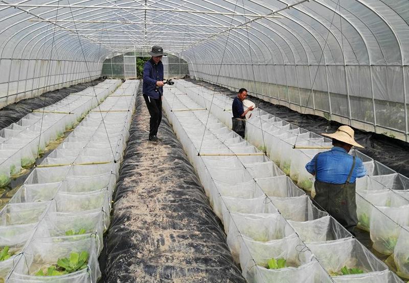 新型大棚黄鳝养殖技术，探索高效水产养殖业的新领域