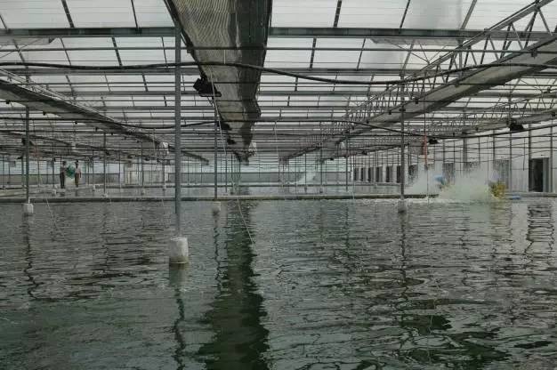 下雨后大棚虾是否需要解毒，探讨与解析