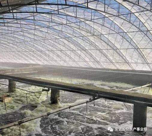 大棚养殖南美虾的喂料比研究