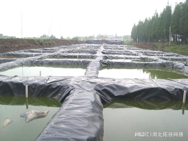 大棚养殖泥鳅技术视频，现代水产养殖的新篇章