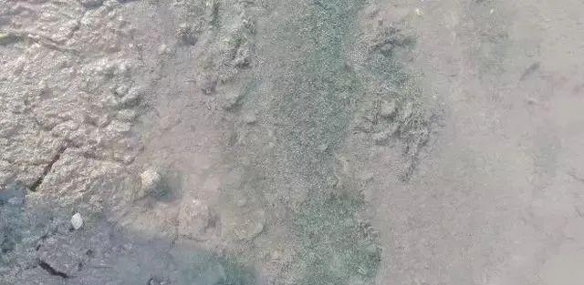 虾苗大棚降氨氮，策略与实践