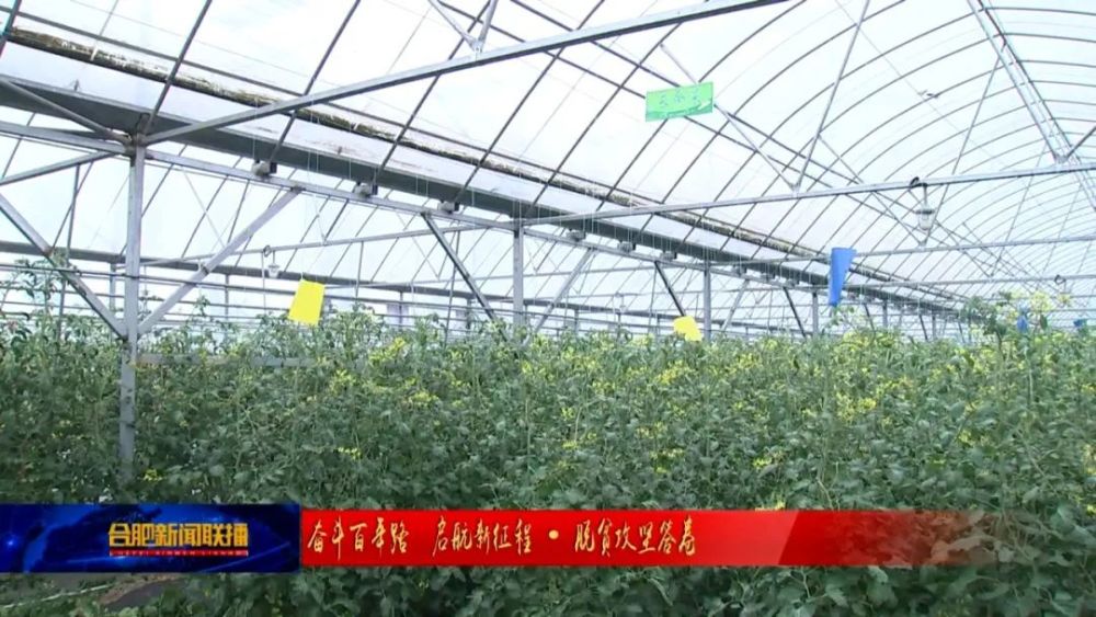 明虾大棚养殖在合肥的蓬勃发展