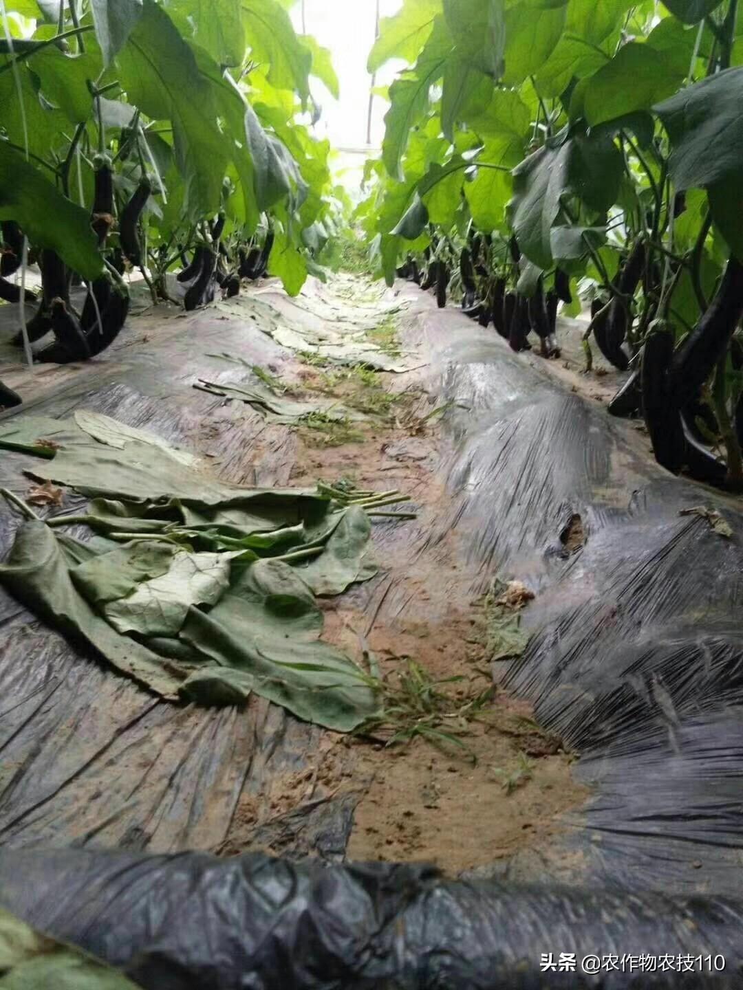 大棚养殖龙虾肥水管理技术