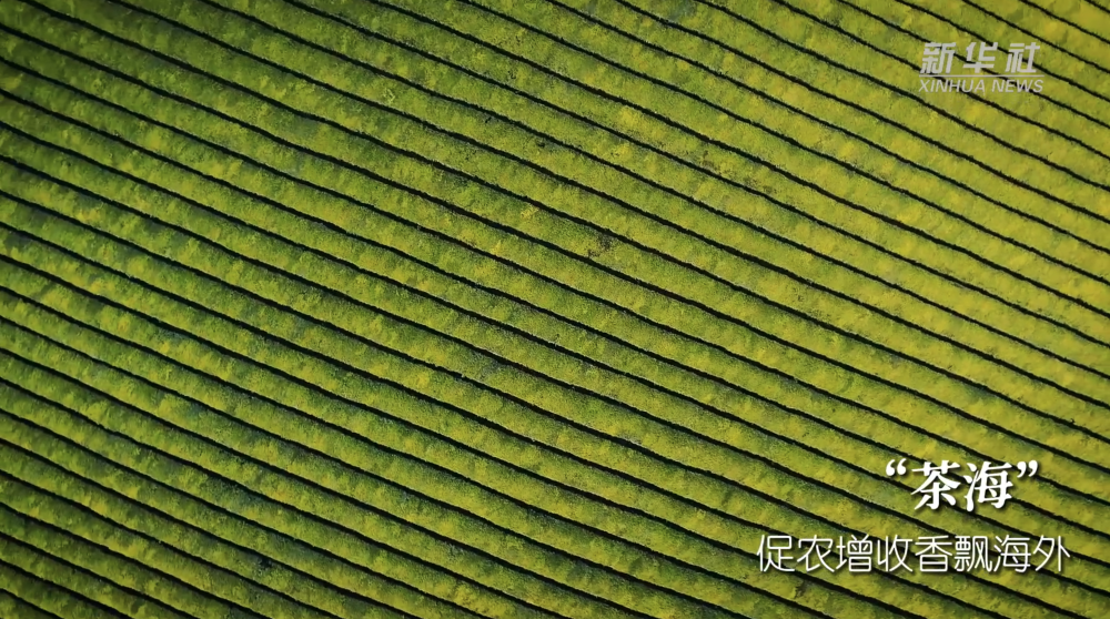 贵州木纹，探寻其原产地之美