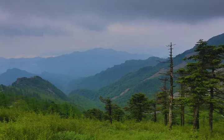 探索法国木纹原石，一幅天然的艺术画卷