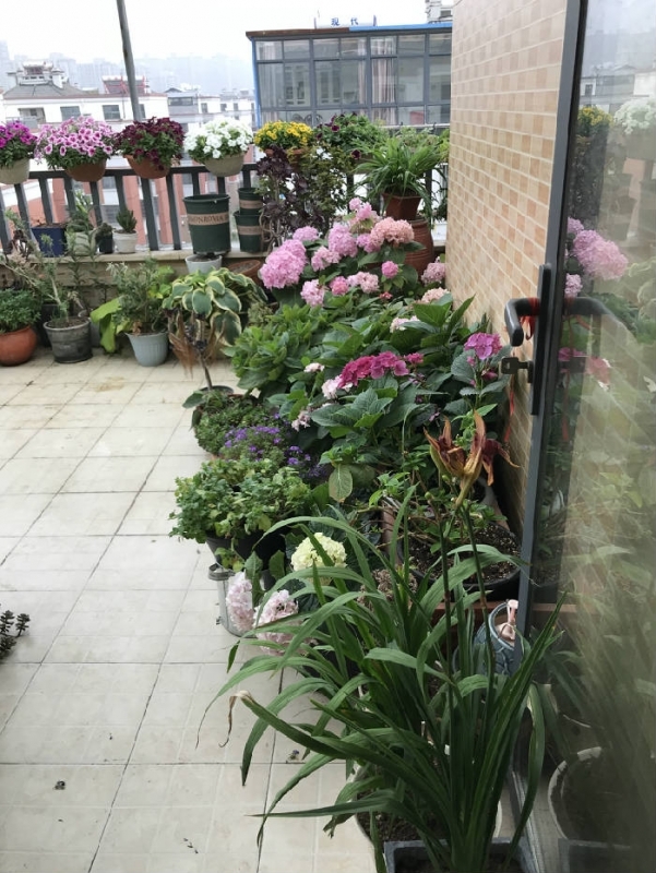 花箱种植品种，探索多样性与美学的完美结合