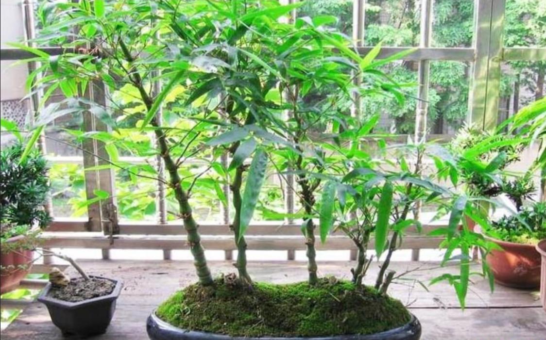 花卉竹子的品种及其独特魅力