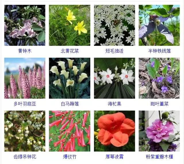 绿化花草品种大全，探索自然之美