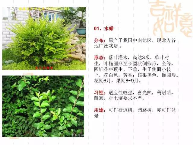 北方苗木品种目录，丰富多样的绿色财富