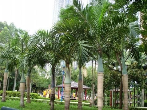 一般小区棕榈科植物品种