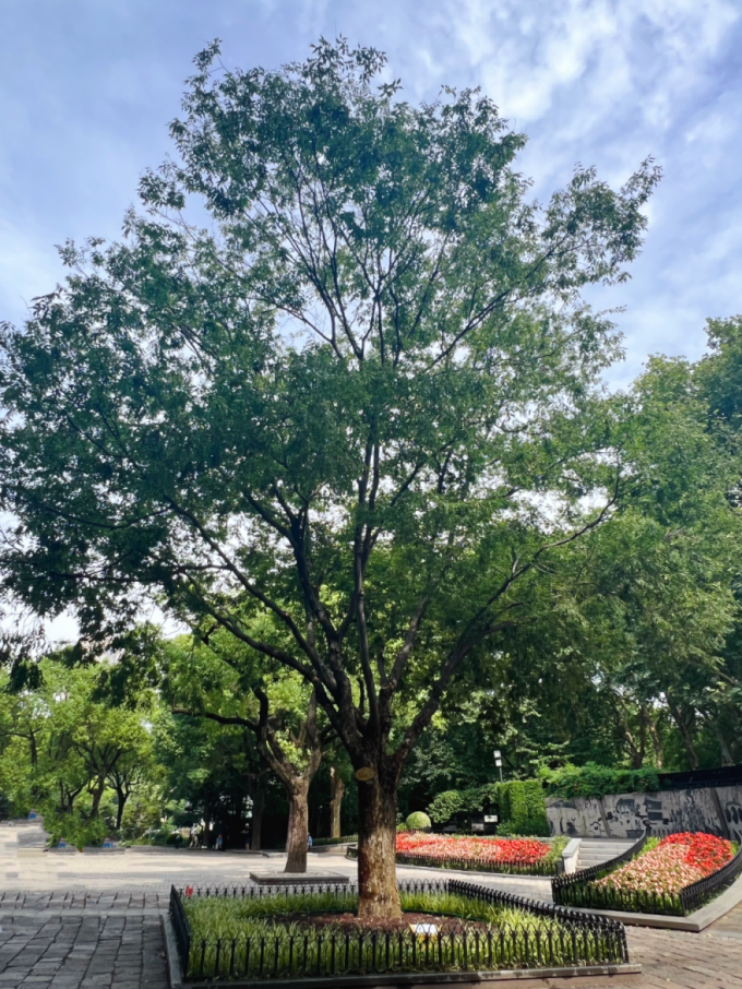 白榉树品种，探索其多样性与独特魅力