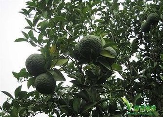 湖南楠树品种解析