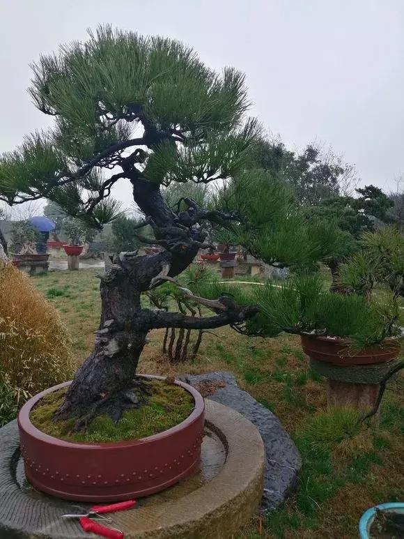 黑松的品种繁多，各具特色，本文将详细介绍几种常见的黑松品种。
