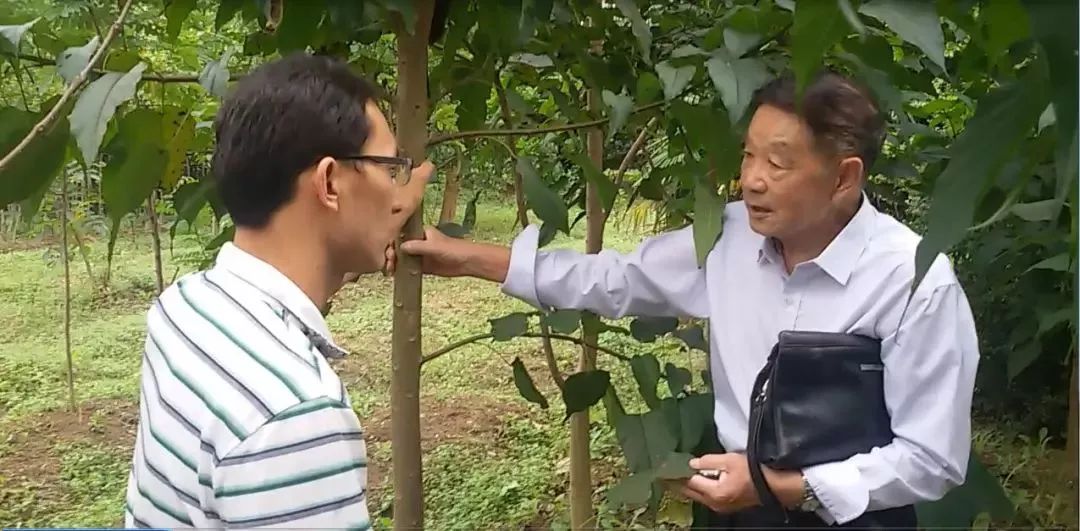 槐树改良品种——泓森槐的探索与实践
