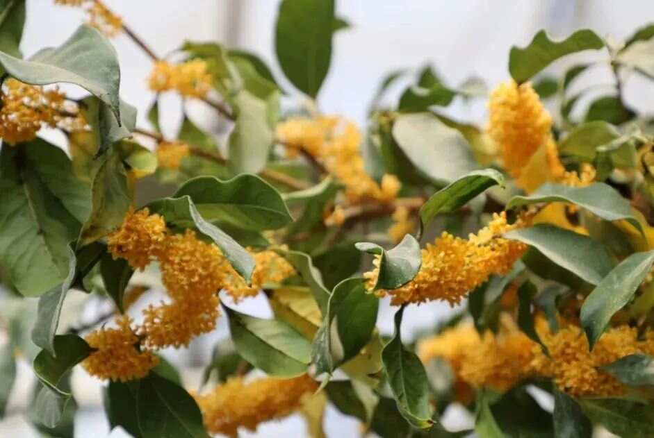 中国桂花品种图志