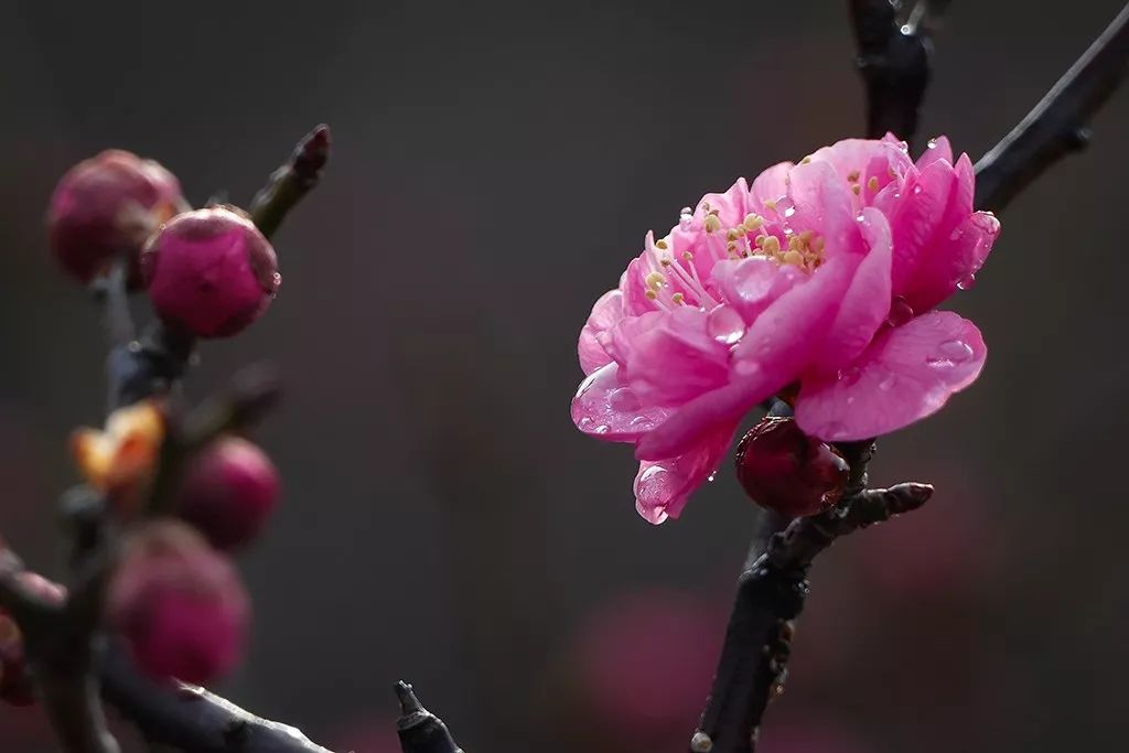 梅花图片，探索名贵品种的独特魅力