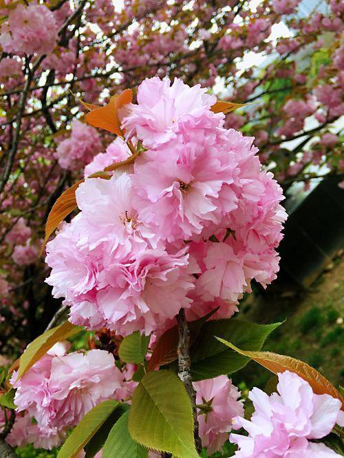樱花的品种与魅力
