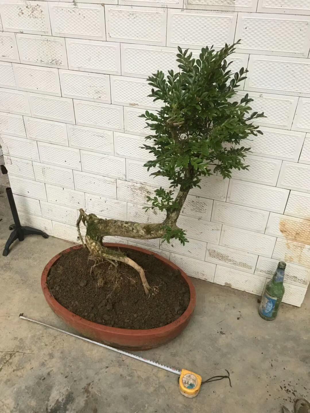 绿化黄杨的品种介绍及其特点
