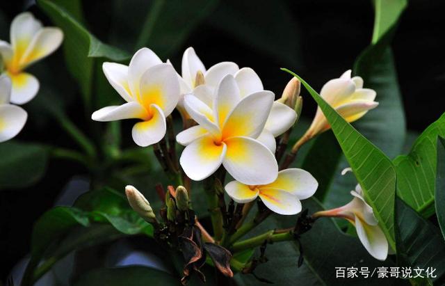 鸡蛋花的美，诗意绽放的画卷