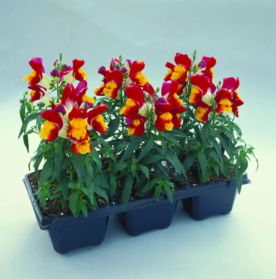 花苗品种图片，探索绚丽多彩的植物世界