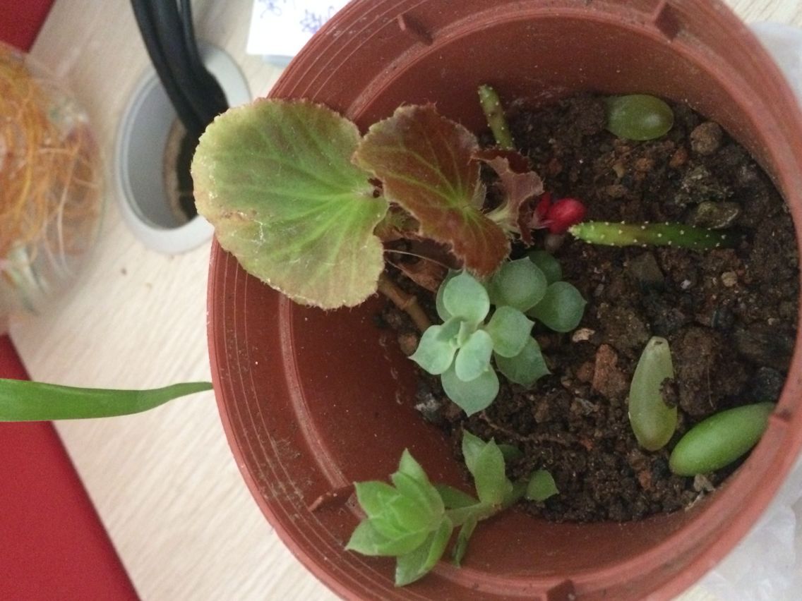 绿化用花的品种及其重要性