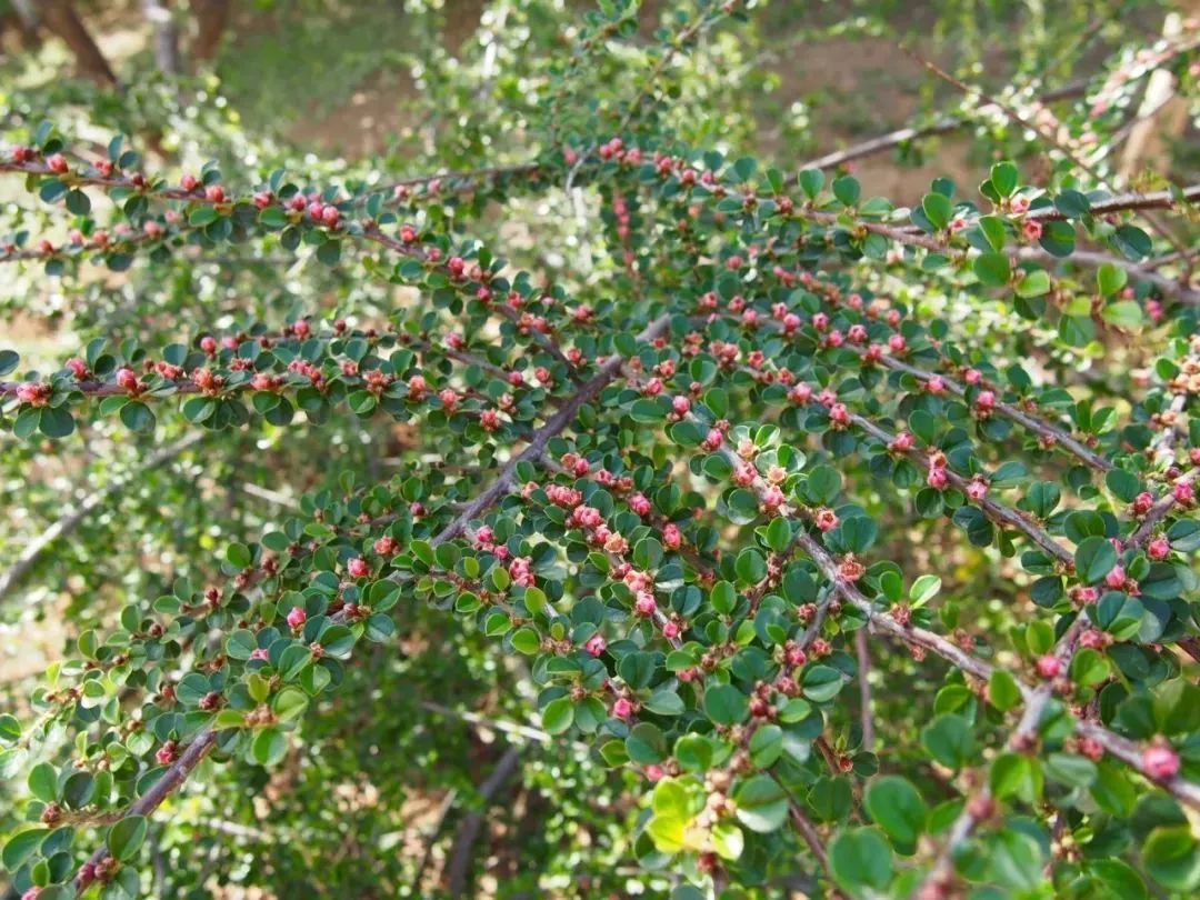 平枝荀子品种，探索其独特魅力与多样性