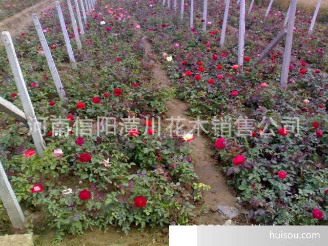 优质品种月季的批发与欣赏