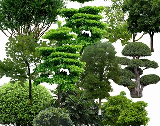 乔木的品种繁多，各具特色，本文将为您介绍几种常见的乔木品种，并附上相关图片，以便更好地了解这些树木的特点。