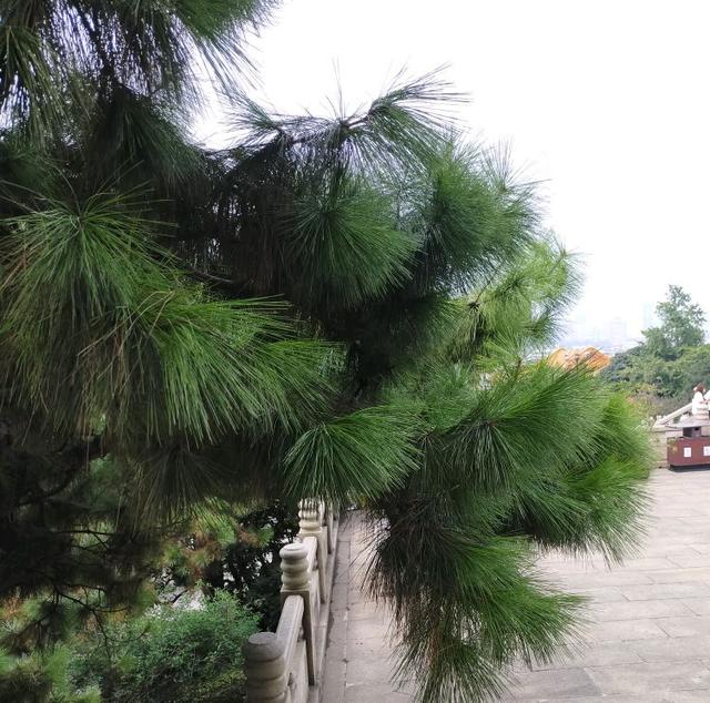 湖南的松树品种探究