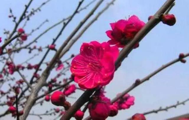 梅花品种繁多，各有特色，其中不乏一些名贵的品种。本文将探讨梅花中哪些品种被认为是名贵的，并介绍它们的特点。