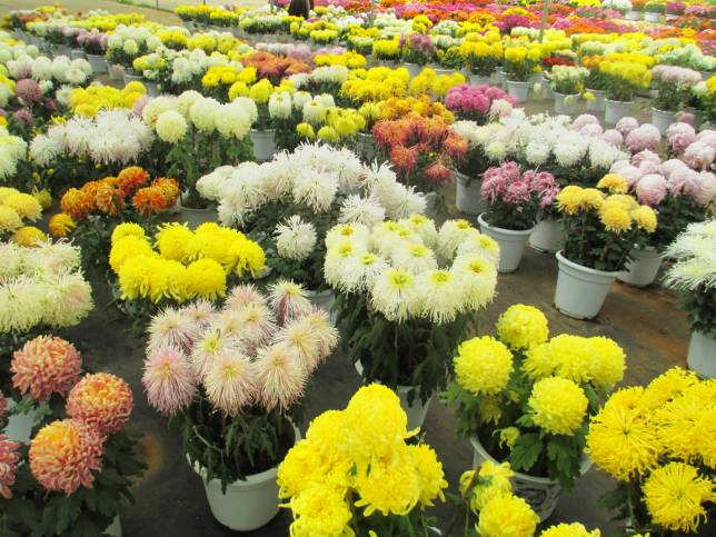 适合南方彩叶树新品种的种植与推广