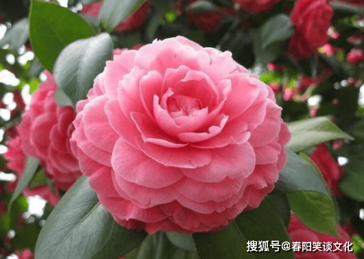 茶花普通品种的魅力与独特之处