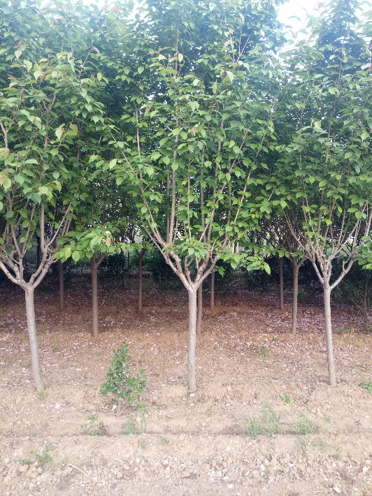 湖南苗木品种，丰富多样与独特魅力