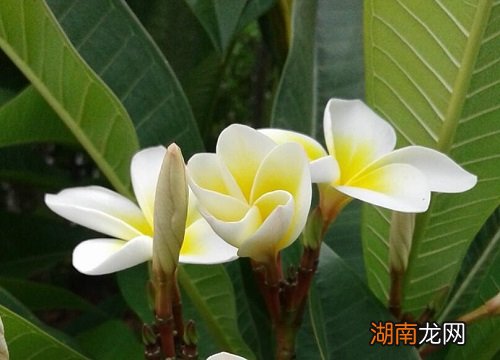 鸡蛋花的保存方法与技巧