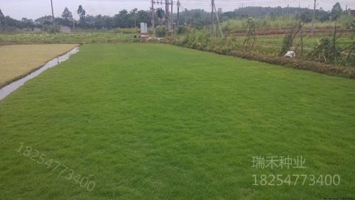 北方常见草坪品种及其特点