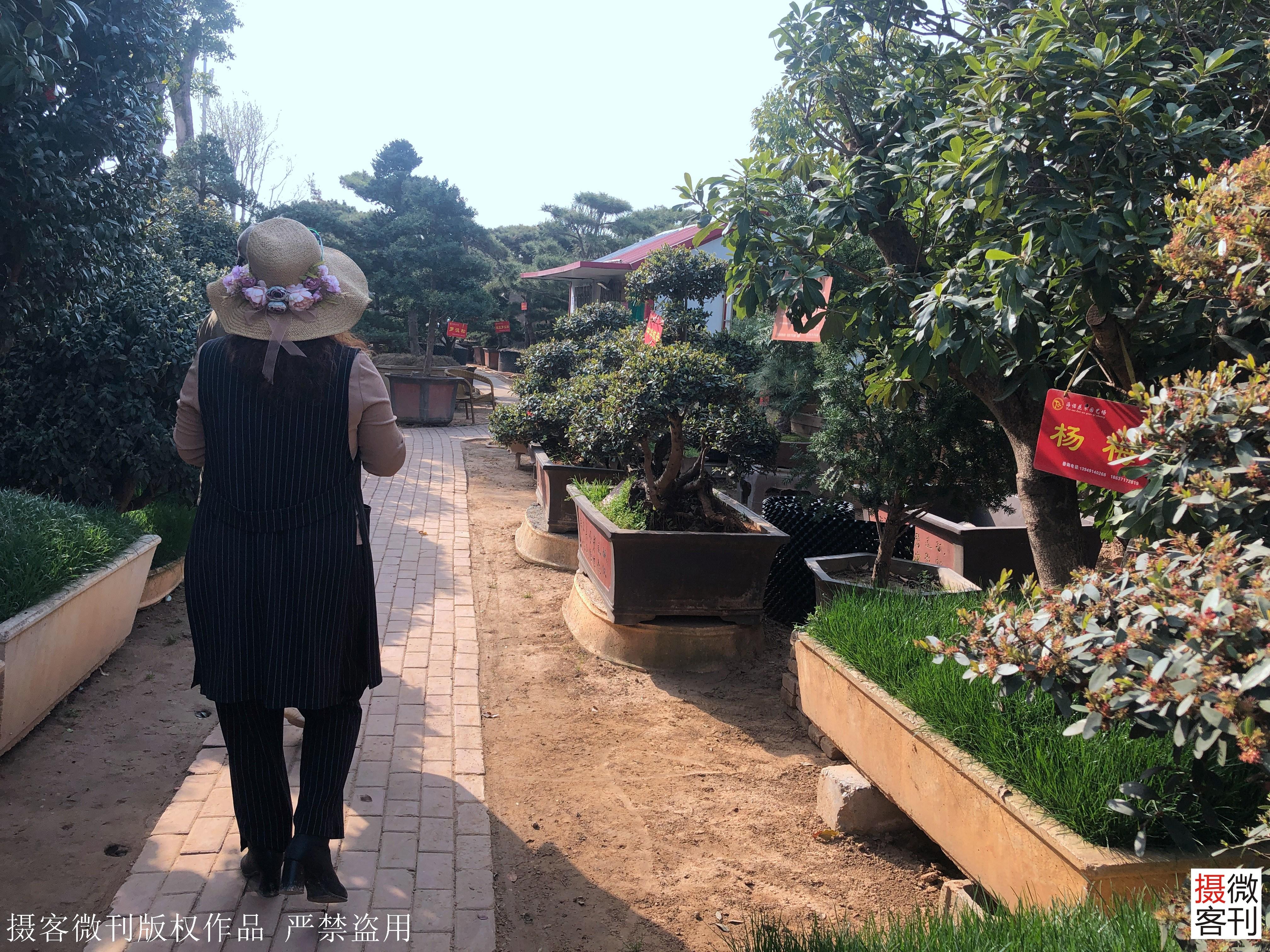 最好的罗汉松品种，探索自然之美与人文之韵的完美结合
