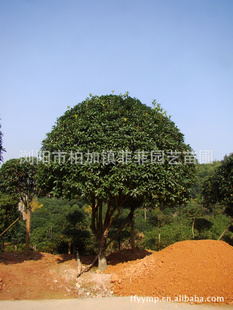 绿化小乔木品种大全，美丽园林的多样选择