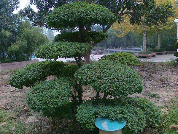 造型苗木品种及其特点