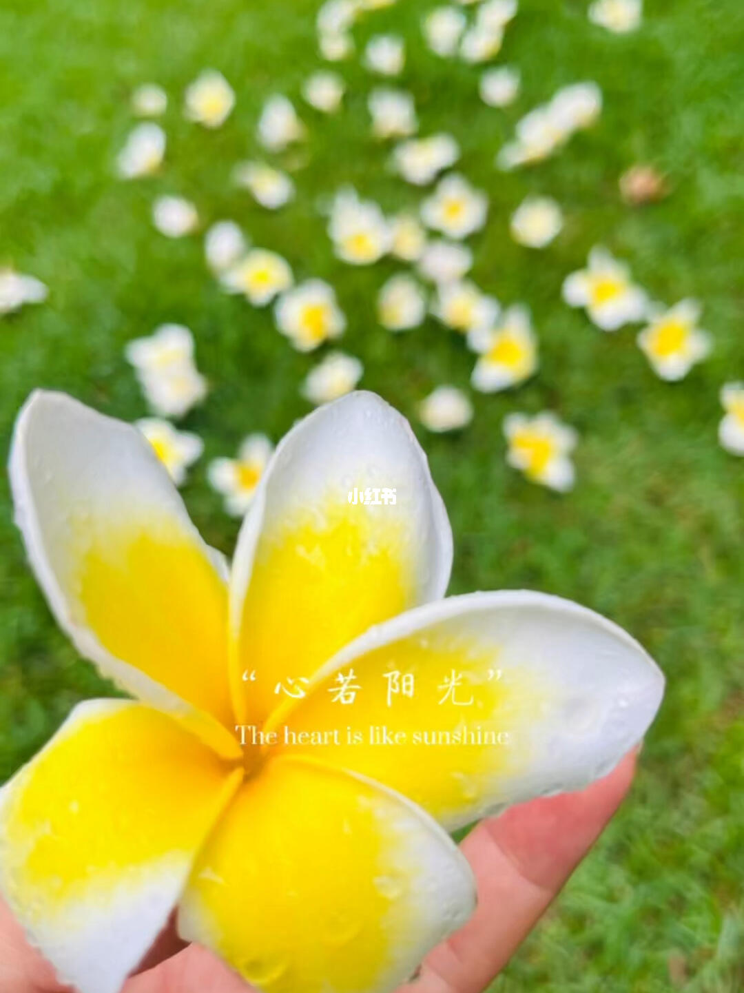 蛋花之美，生活中的一道亮丽风景