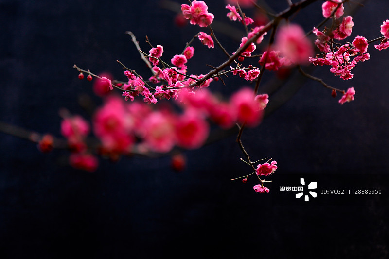 红梅花品种繁多，探索红梅花的丰富多样性