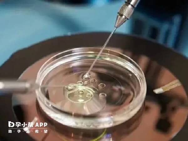 探究取卵多胚胎少现象的背后原因与应对策略