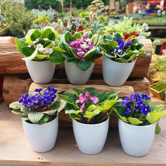 绿化冬季花品种大全，繁花似锦的冬季花园