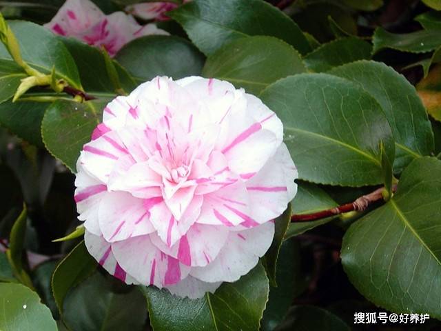 中国常见茶花品种及其独特魅力